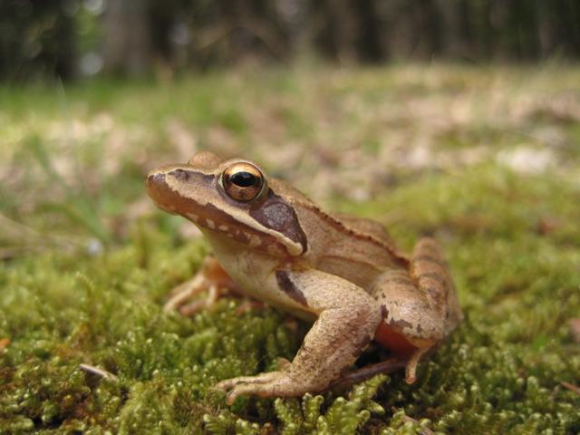 anfibi favolosi nel casentino